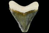 Serrated, Fossil Megalodon Tooth - Florida #108410-1